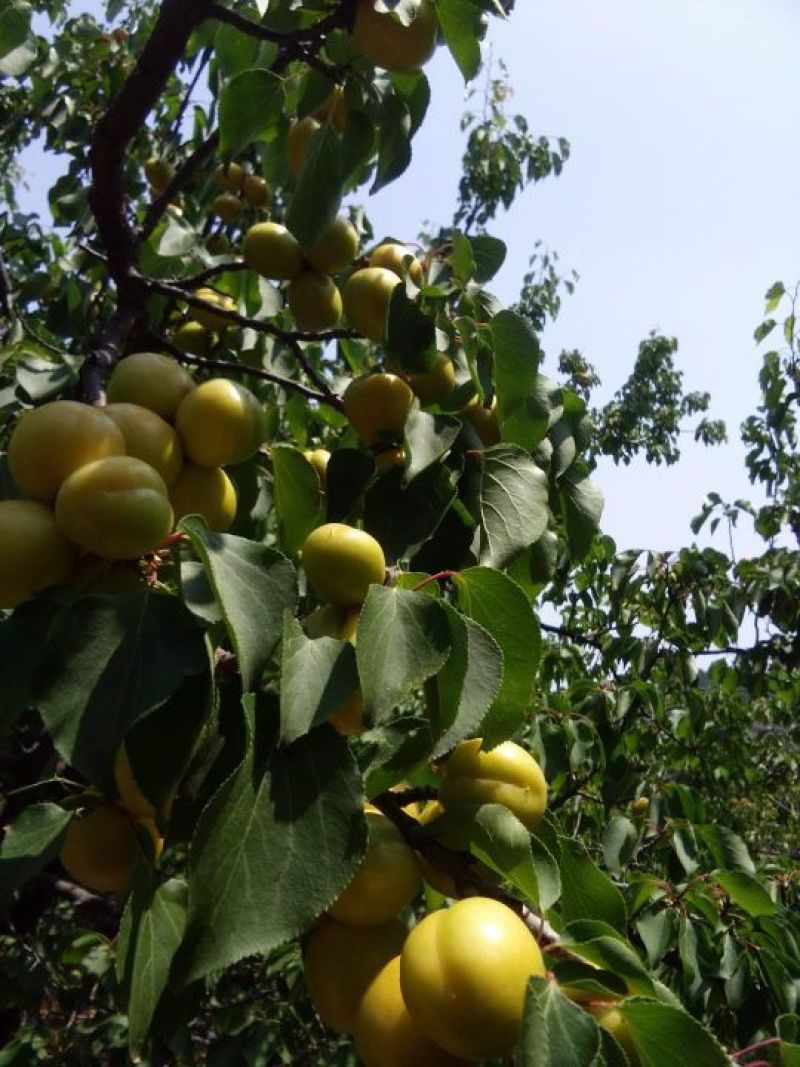 【实力推荐】珍珠油杏树苗量大质优价格优惠免费指导技术