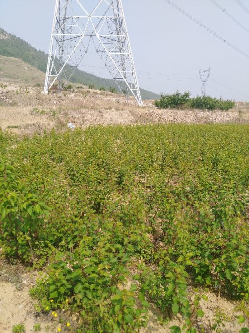 【实力推荐】珍珠油杏树苗量大质优价格优惠免费指导技术