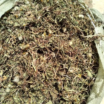 出售蒲公英