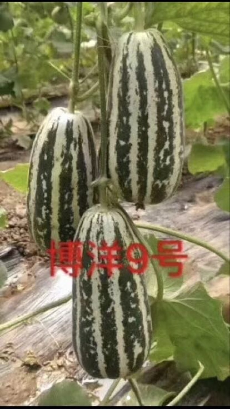 甜瓜苗