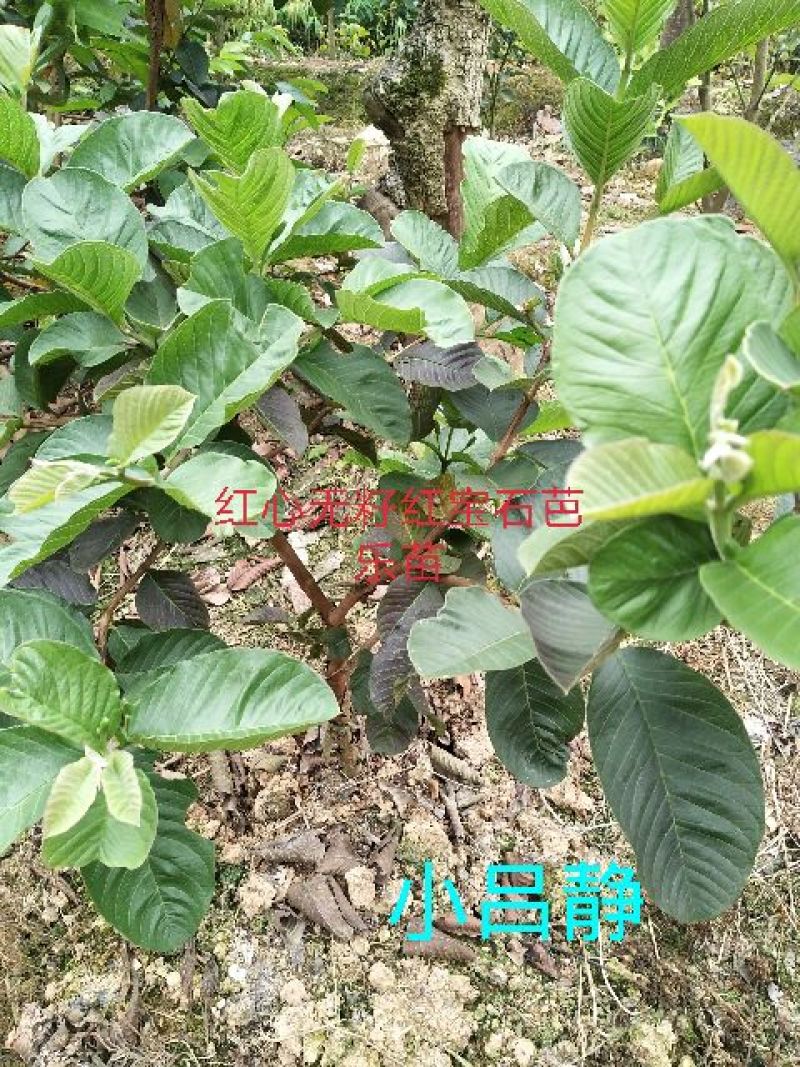 红宝石芭乐苗