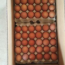 红蛋50~60g食用，散养土鸡蛋，新鲜无抗，保质保量