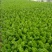 法国皇后芹菜高度70厘米左右，质量好，色泽好，量很大