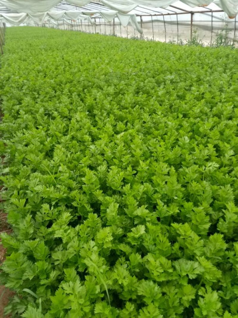 法国皇后芹菜高度70厘米左右，质量好，色泽好，量很大