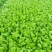 法国皇后芹菜高度70厘米左右，质量好，色泽好，量很大