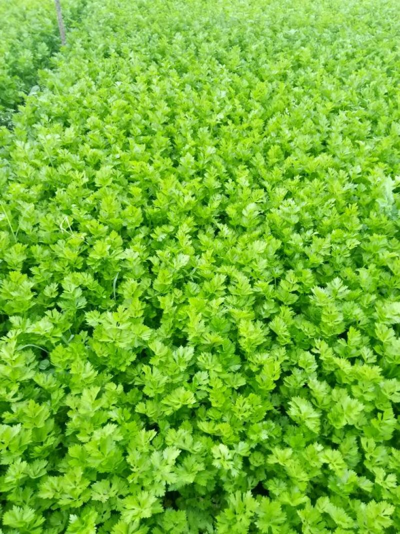 法国皇后芹菜高度70厘米左右，质量好，色泽好，量很大