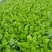 法国皇后芹菜高度70厘米左右，质量好，色泽好，量很大