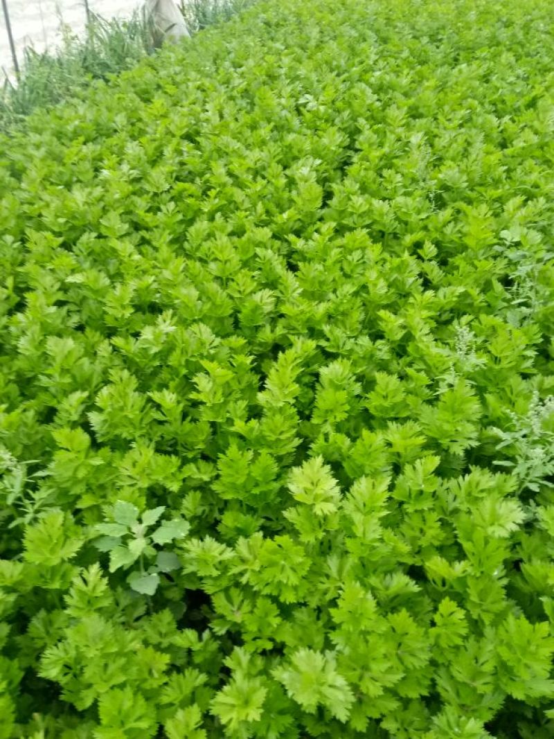 法国皇后芹菜高度70厘米左右，质量好，色泽好，量很大
