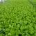 法国皇后芹菜高度70厘米左右，质量好，色泽好，量很大