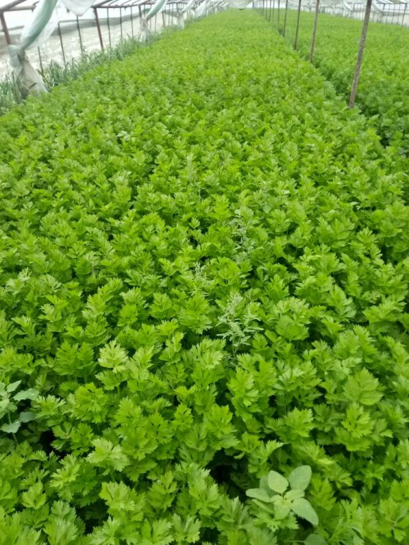 法国皇后芹菜高度70厘米左右，质量好，色泽好，量很大