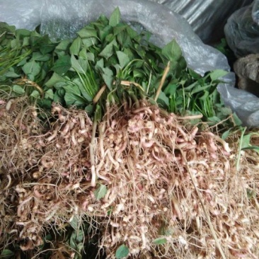 龙薯九红薯苗