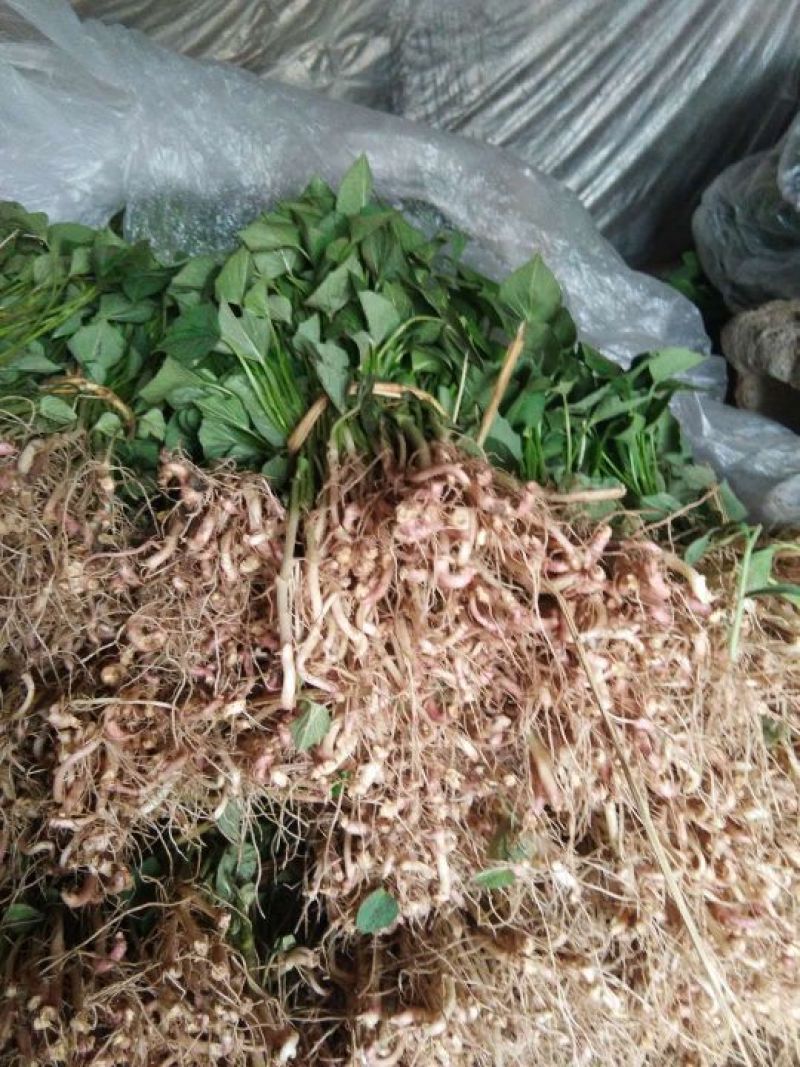 龙薯九红薯苗