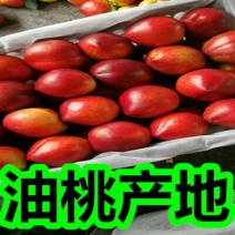中油5号油桃4号油桃产地126黄肉油桃精品脆甜