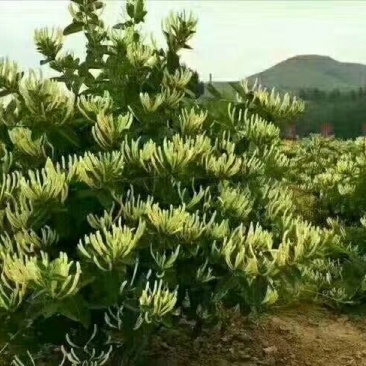 金银花