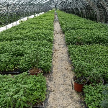 茁壮的菊花苗，准备就绪，就等你来下单，