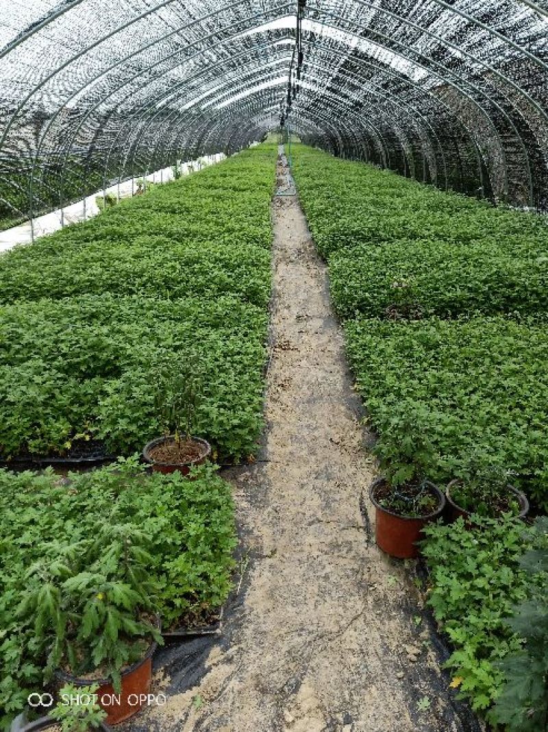 茁壮的菊花苗，准备就绪，就等你来下单，