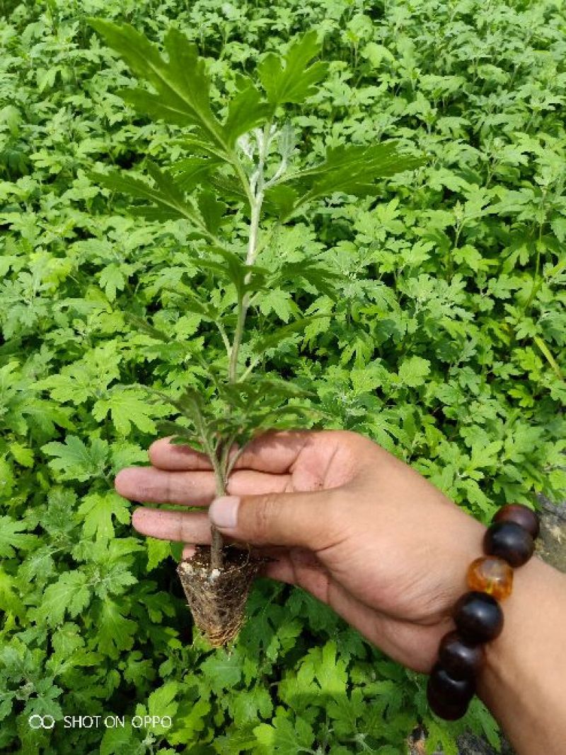 茁壮的菊花苗，准备就绪，就等你来下单，