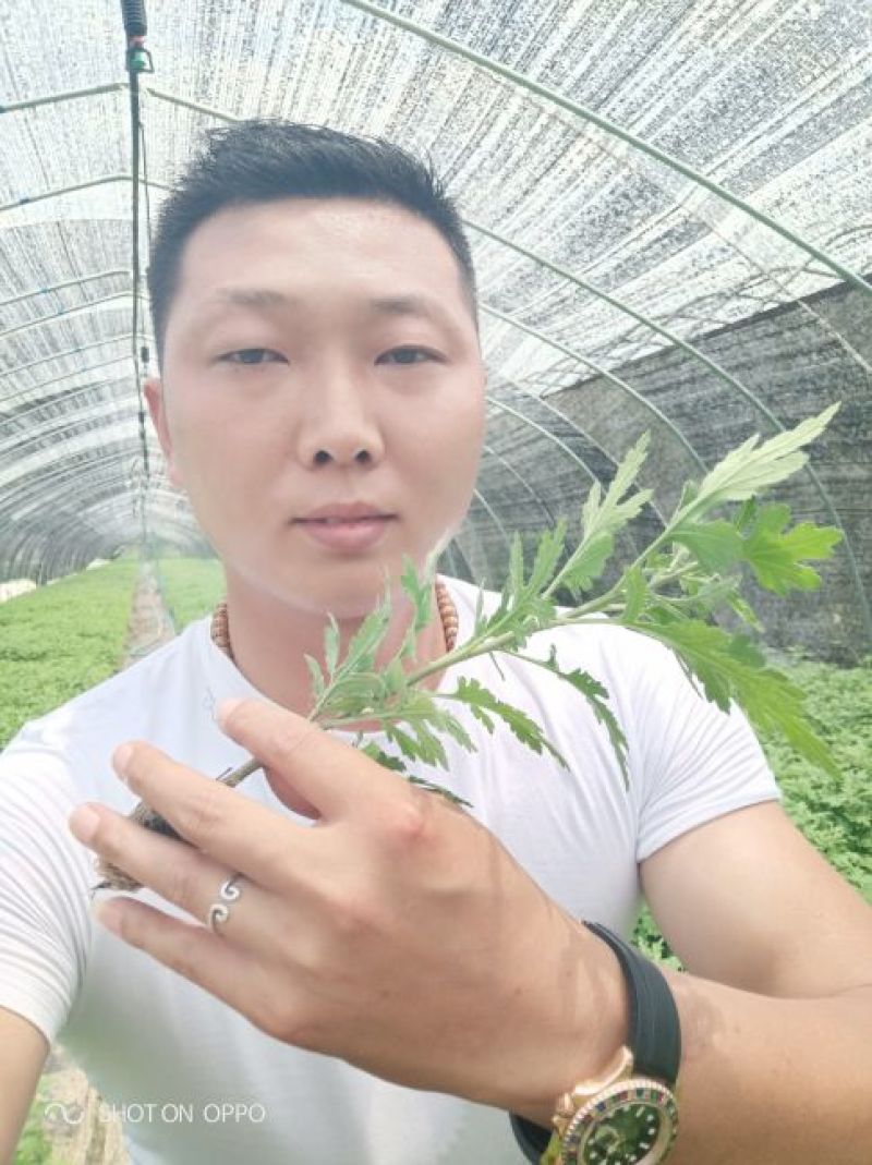 茁壮的菊花苗，准备就绪，就等你来下单，