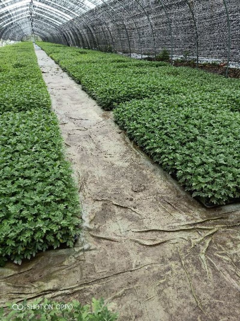 茁壮的菊花苗，准备就绪，就等你来下单，