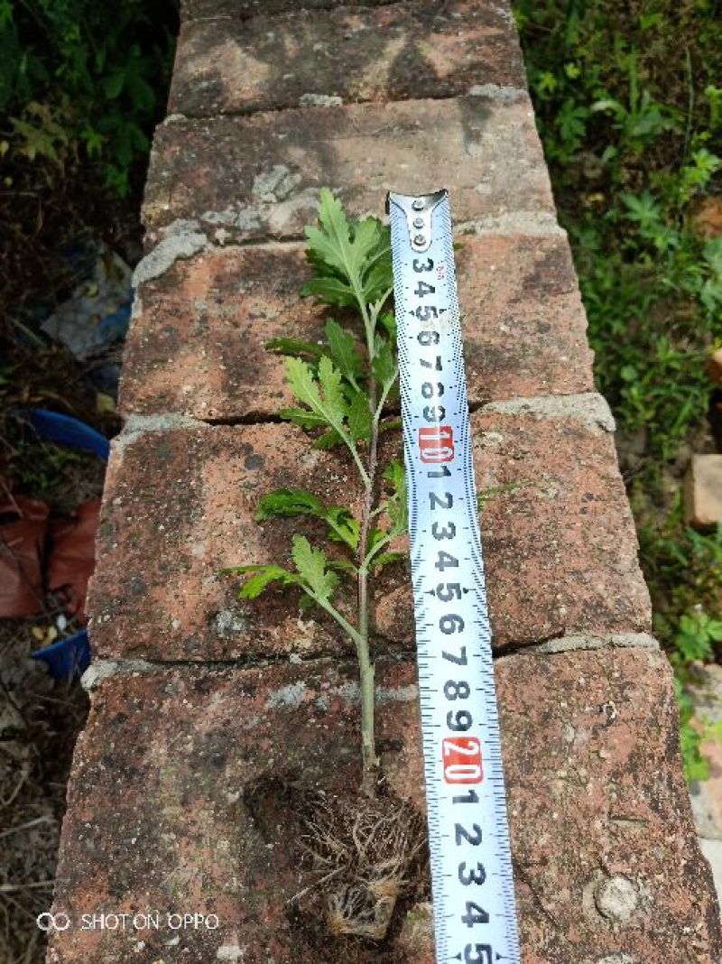 茁壮的菊花苗，准备就绪，就等你来下单，
