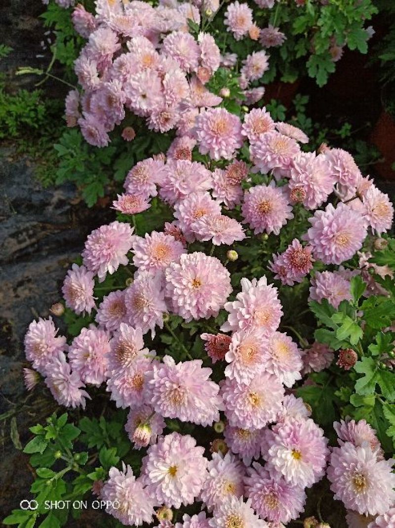 茁壮的菊花苗，准备就绪，就等你来下单，