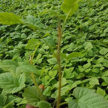 双季黄树莓营养杯苗带土发货质量有保证货源充足