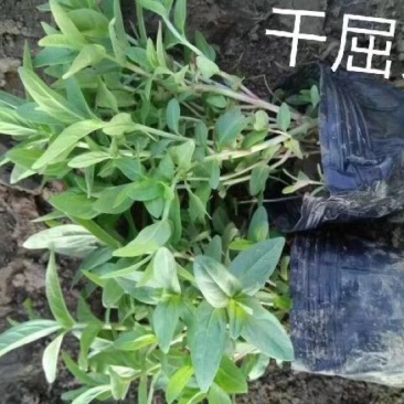 千屈菜20~30cm