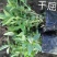 千屈菜20~30cm