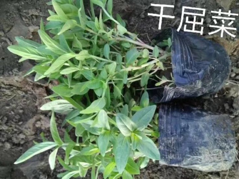 千屈菜20~30cm