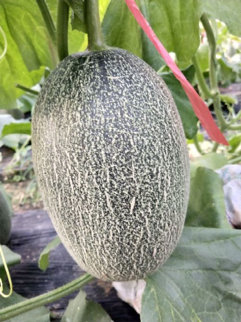 东方脆甜1.5斤以上统货