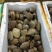 黄贝，质量好，