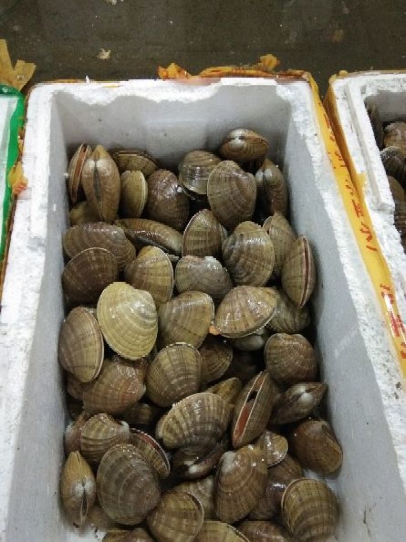 黄贝，质量好，