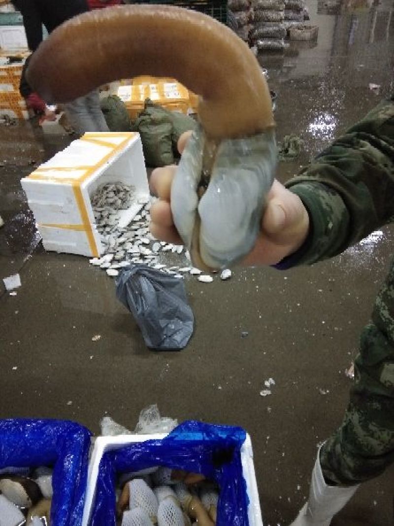 黄贝，质量好，