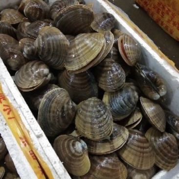 黄贝，质量好，