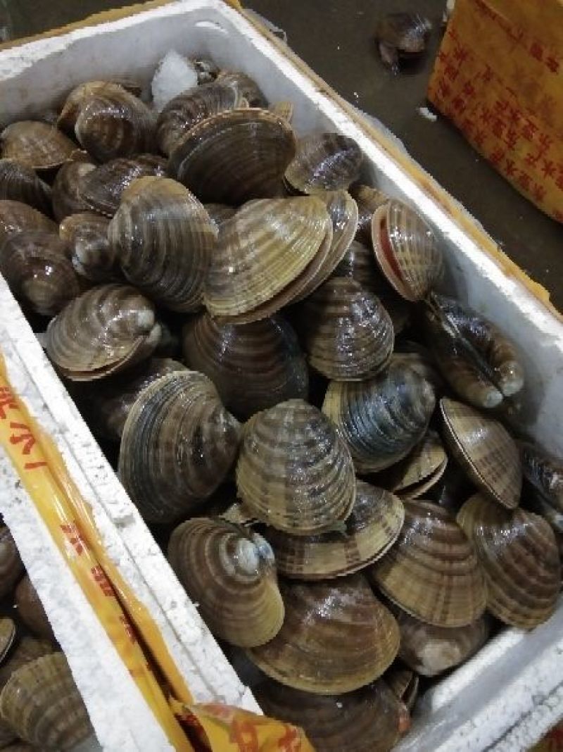 黄贝，质量好，