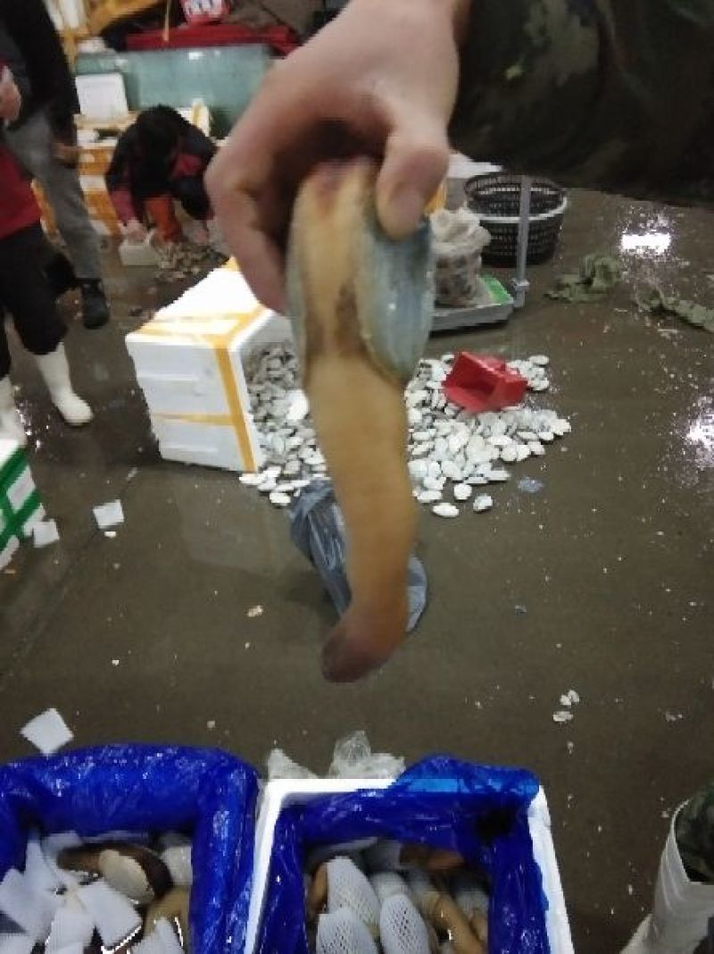黄贝，质量好，