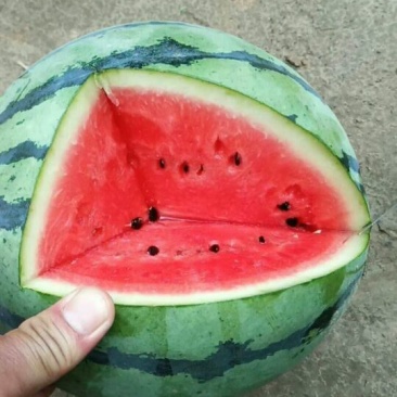 京欣西瓜🍉大量上市