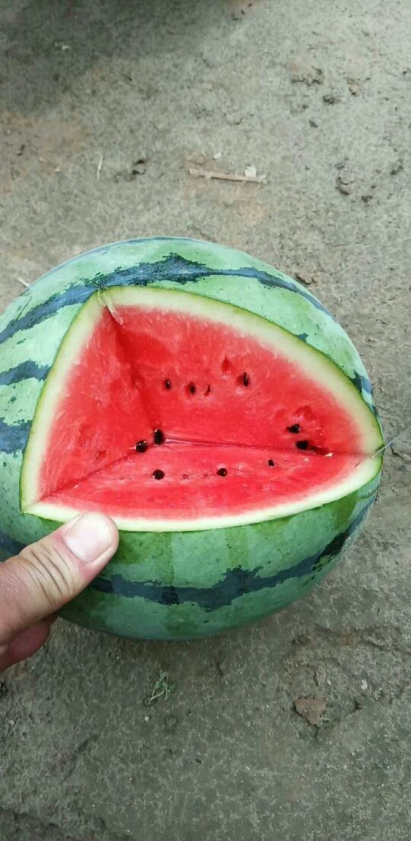 京欣西瓜🍉大量上市