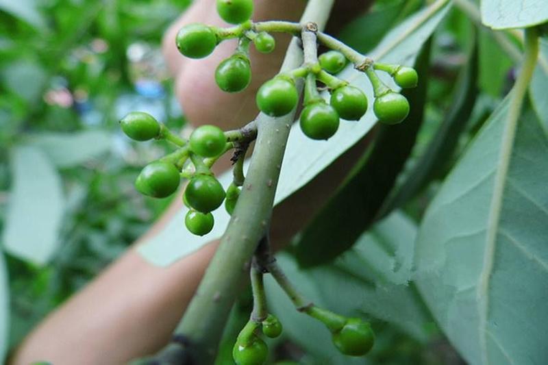 木姜子树苗(0.5—1.2米)