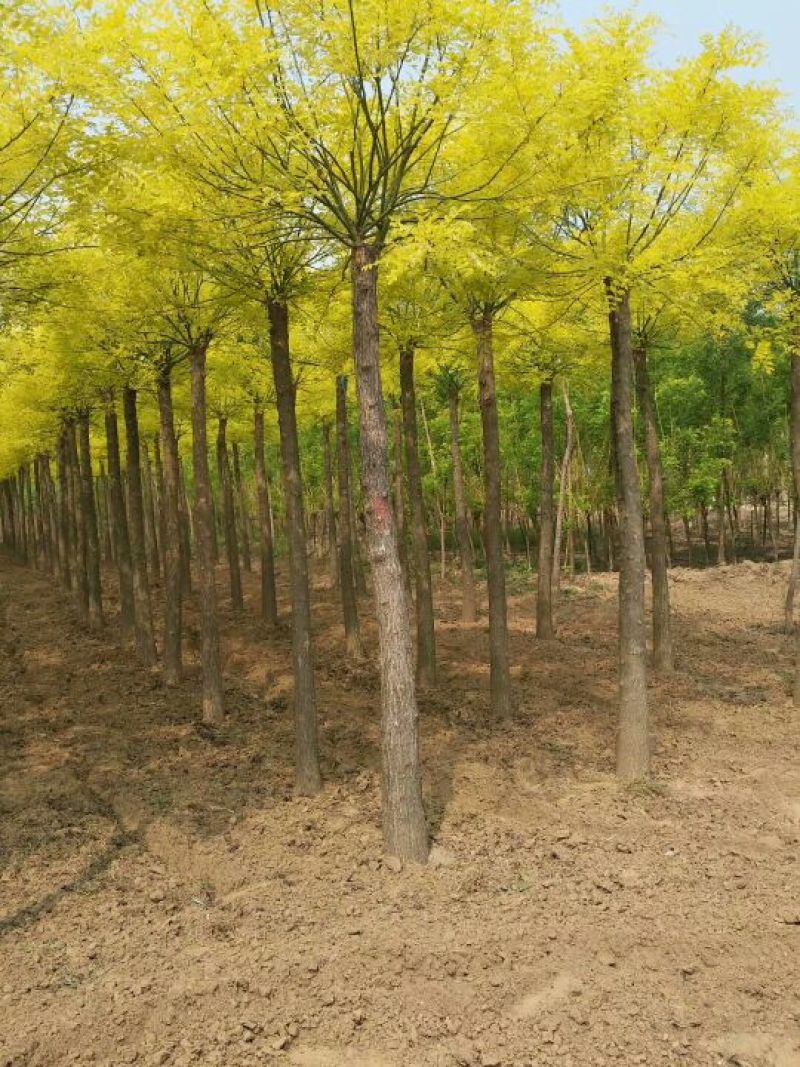 出售造型球！金叶槐！金枝槐