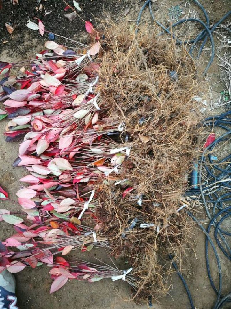 不老莓一年生苗产量高含丰富花青素