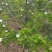 出售定植山楂树，产地直供，支持线上交易。