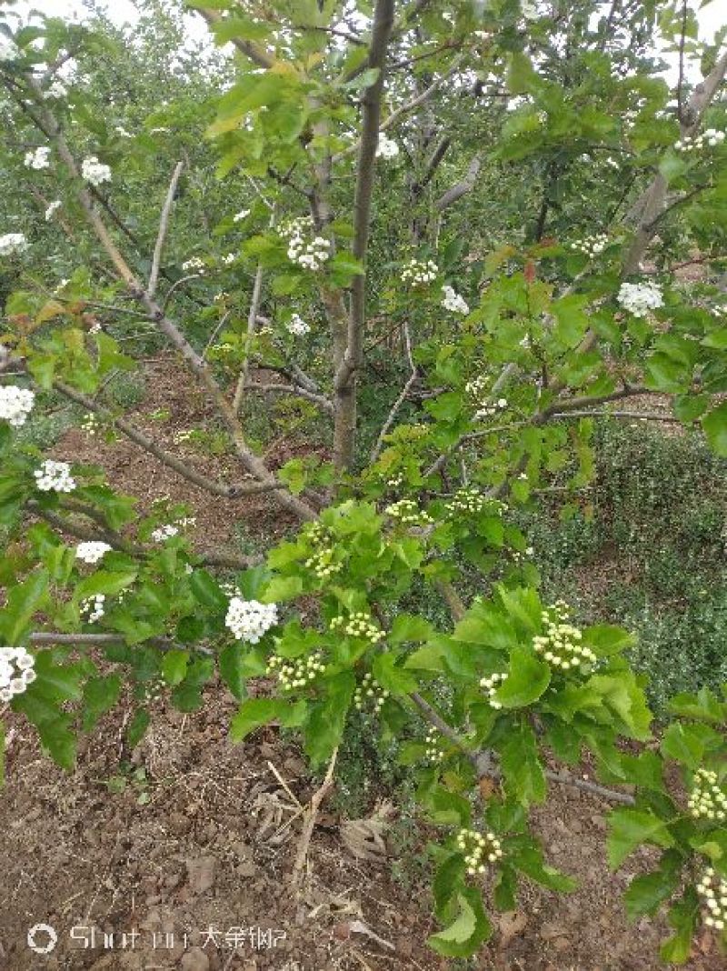 出售定植山楂树，产地直供，支持线上交易。