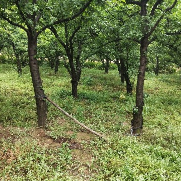 李子树