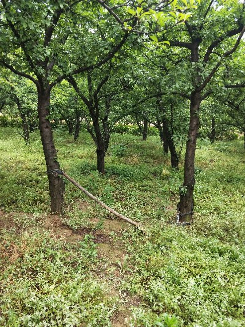 李子树