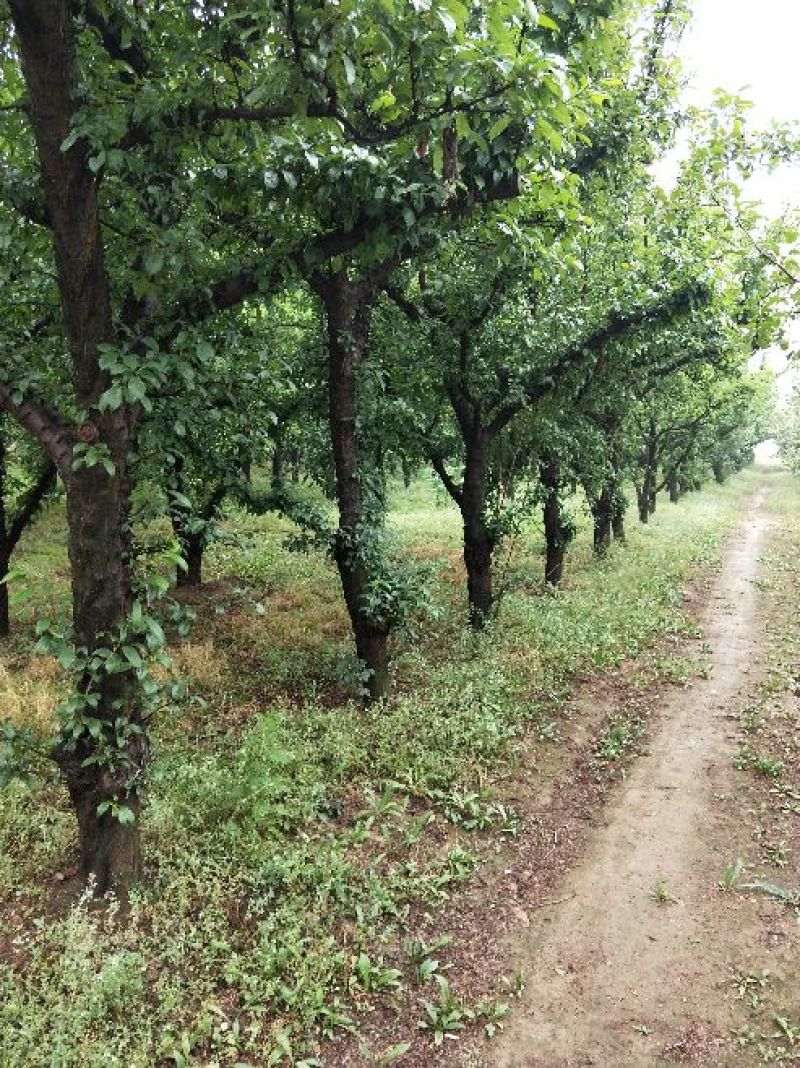 李子树
