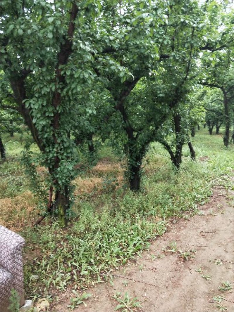 李子树
