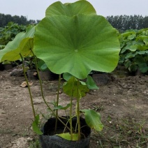 河北保定优质盆栽荷花，货源充足，基地直发，质量保证