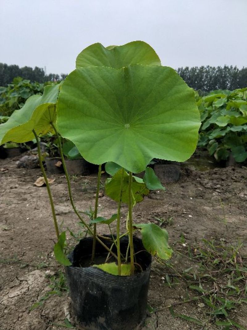 河北保定优质盆栽荷花，货源充足，基地直发，质量保证