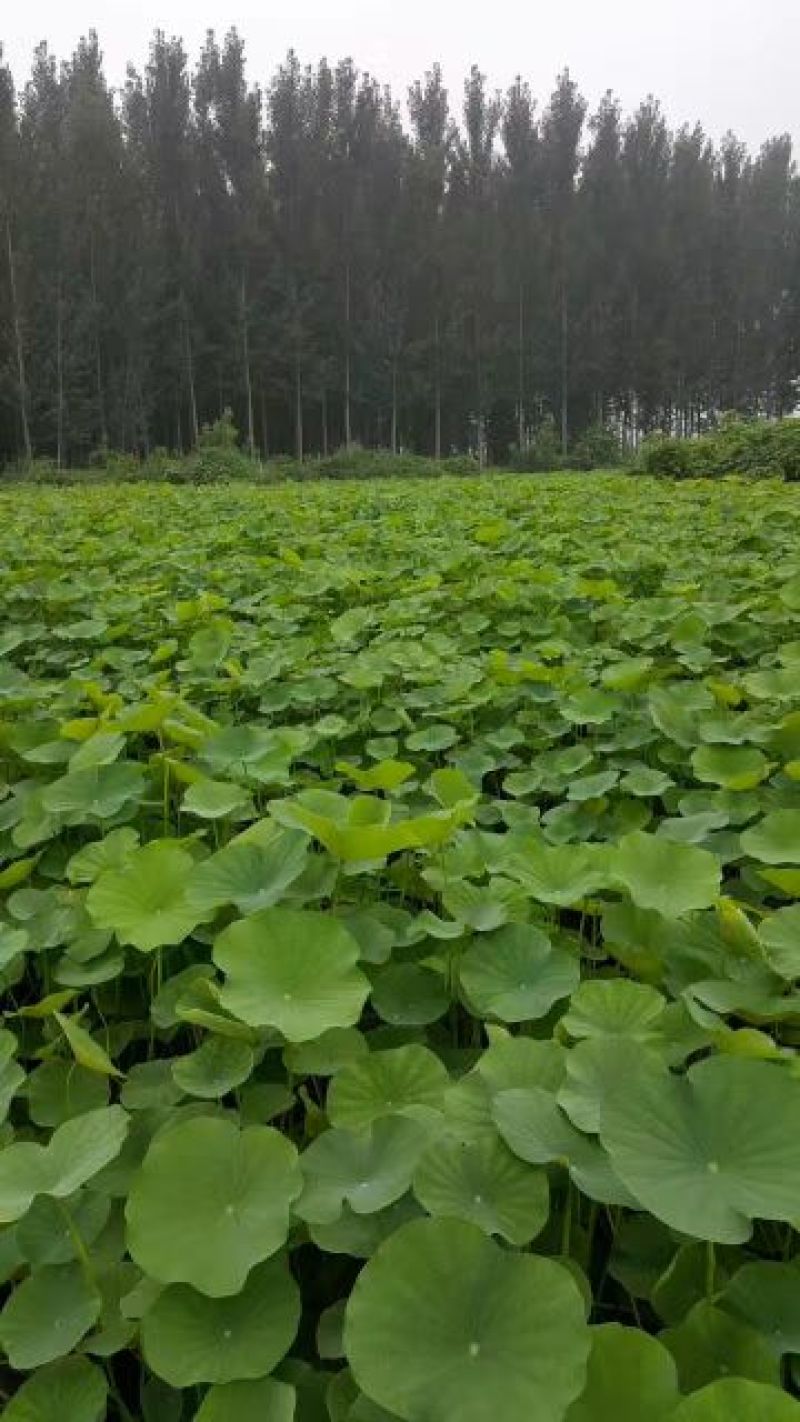 河北保定优质盆栽荷花，货源充足，基地直发，质量保证